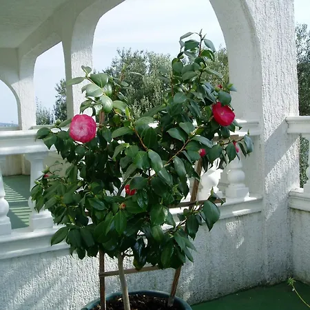 With Parking Space Banjol, Rab - 14138 * Banjol